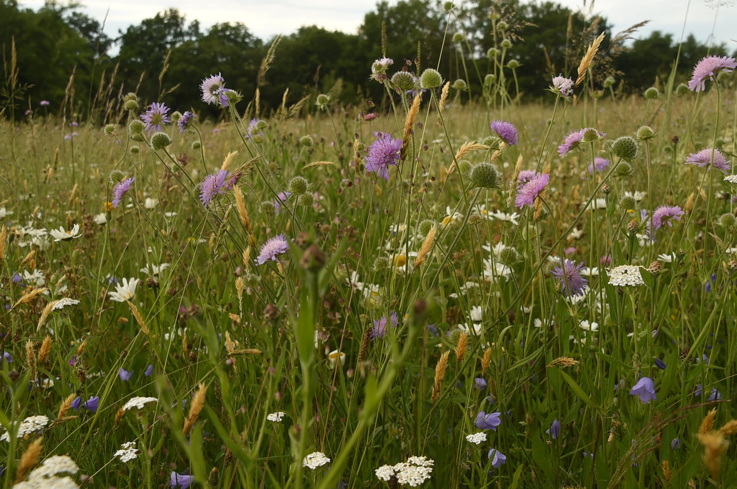 Flachland Mähwiese-min